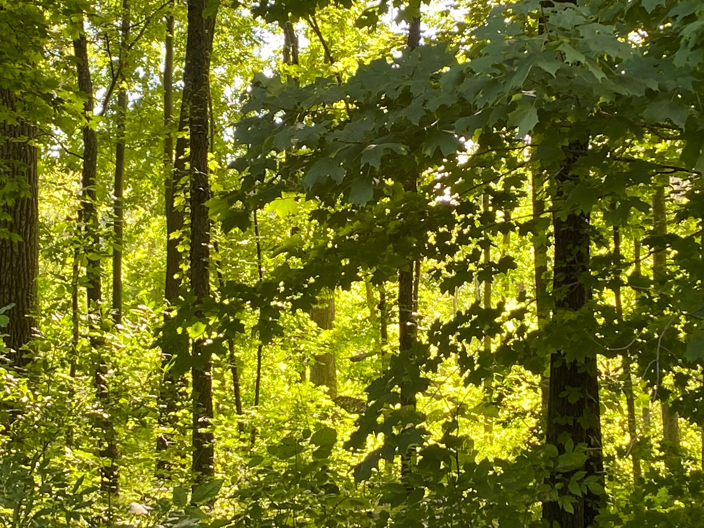 Tax Information Benton Charter Township, Eaton County Michigan